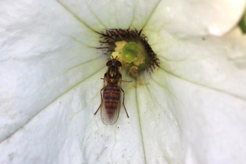    Syrphidae