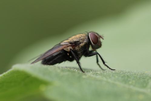 Diptera . 