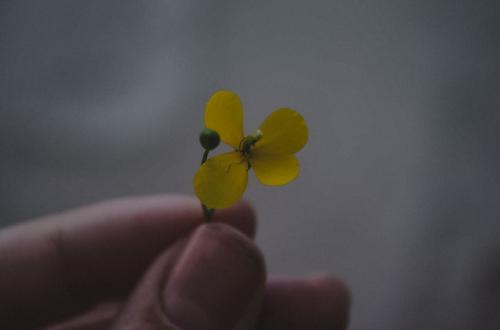 Ƹ .