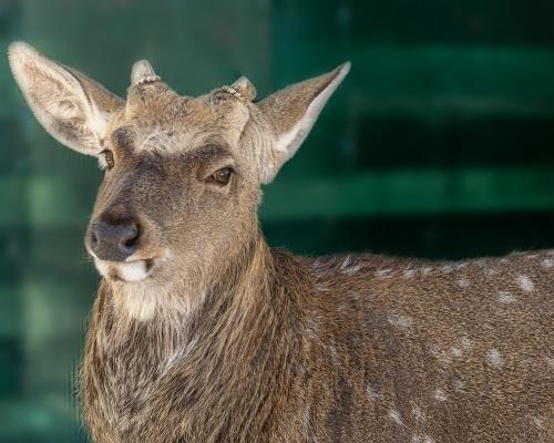 ����� �����