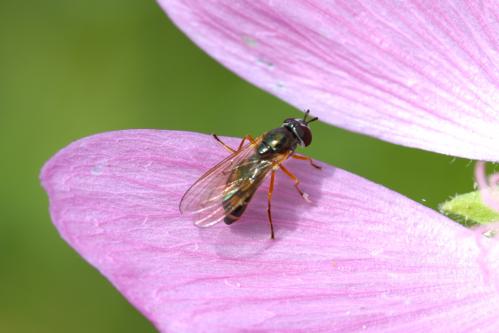 Syrphidae, 
