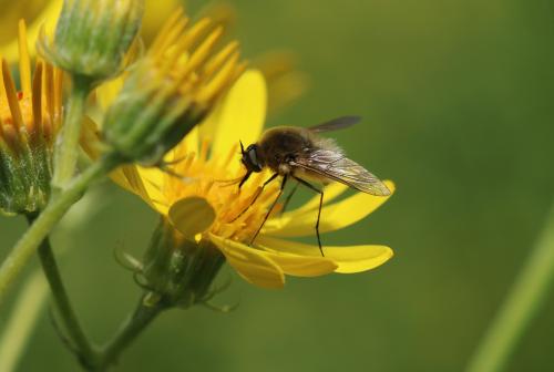 Bombyliidae, 