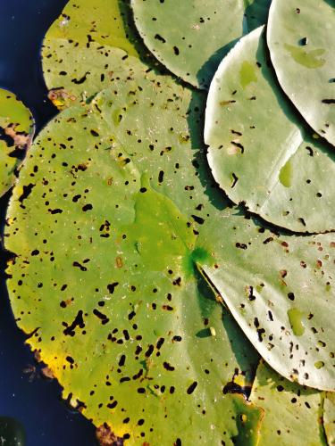 ��������