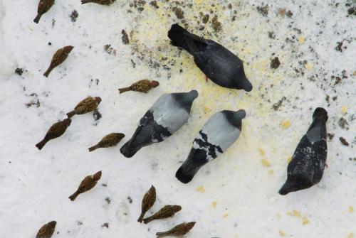 ���� ����� � ���� �� ����������