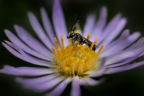 Lasioglossum.  5-13 . 