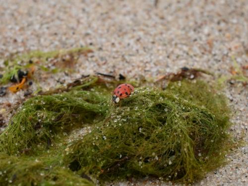 Ladybug