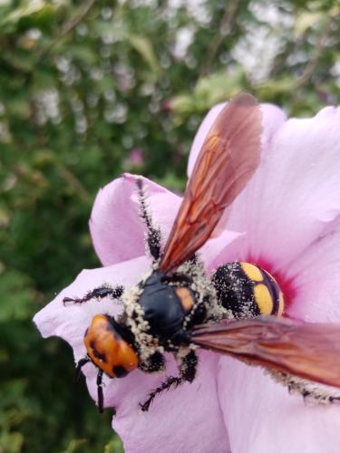 ������������ ������