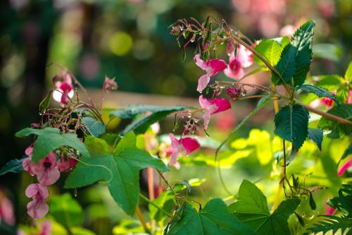 ����� �����