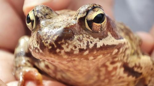 �������. 