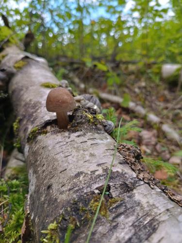 ���� �����������