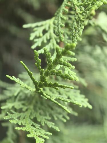 ����� �������