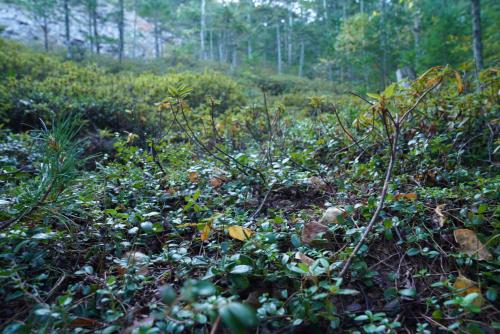 � �������� ���.