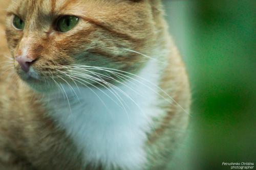 ��� ������� �����..