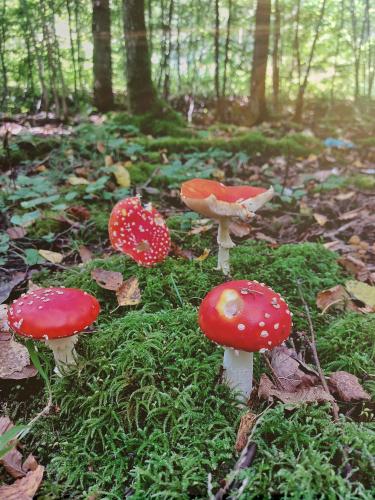 ��������� ���