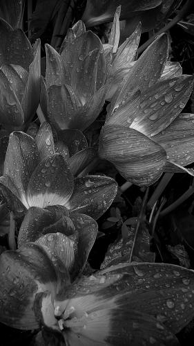 ����� �����