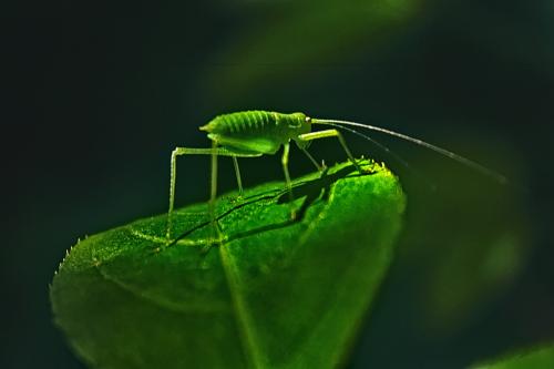 �������� �����������