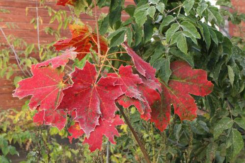 �������� ����, �������� ����...