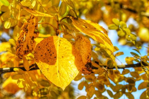 ������� ������