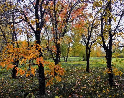 ����� �����