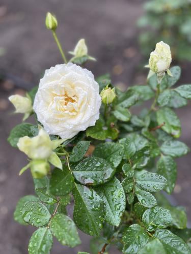 ������ ������