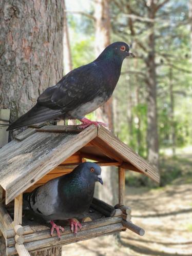  ,,� ����, �� ������,, 