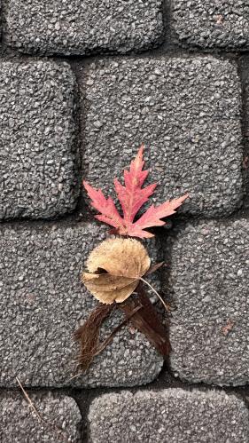 ������� ������ ��� 