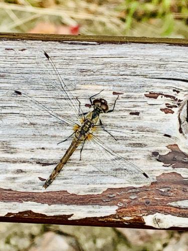 ��������-�������� (���� � ������)