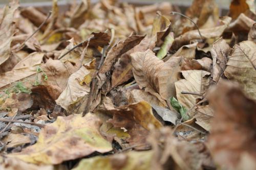 � ����� ����� ���� ��������