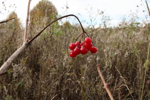 ������� �������, ������ �������...