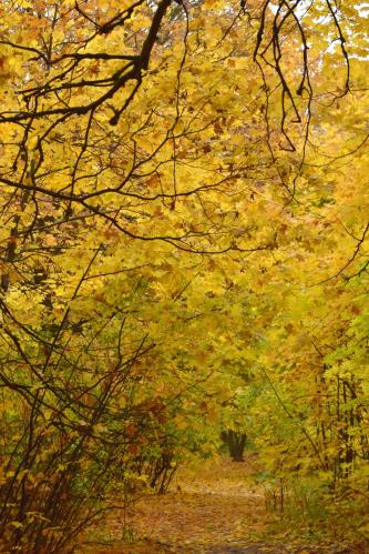 ������� ���