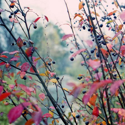 ������� ����������