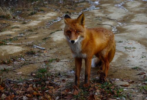 ������� �� ������ ����