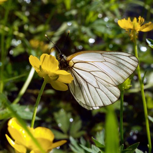 ����� ���������