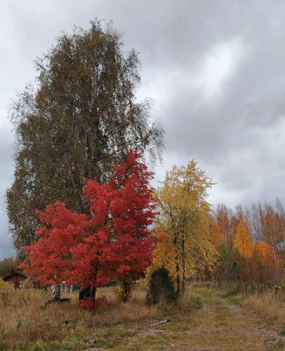 ����� �����