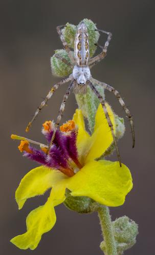 . Argiope.