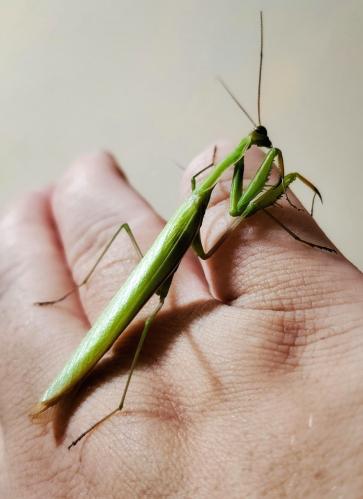 ������ ����