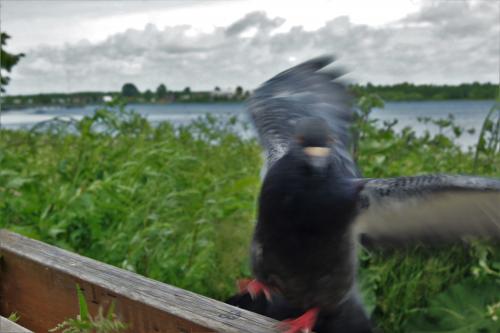 ������ � ����