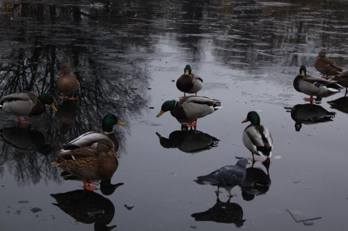 ������ ��