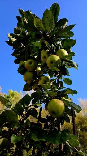 ���������, �� ����������