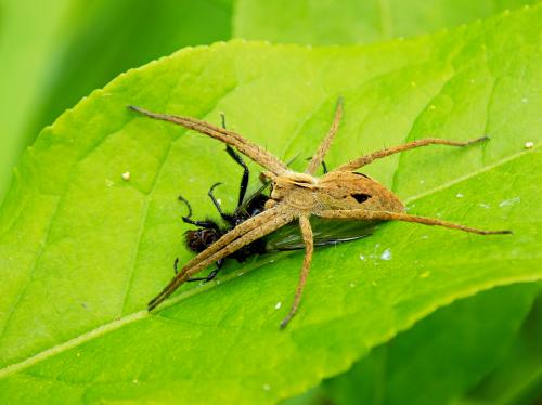 ����-���� � �������