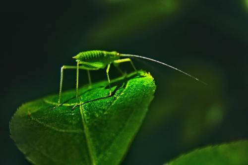 �������� ����������� 2