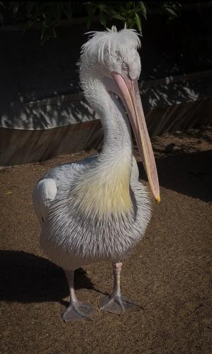 ��� ��������? � - ��������!