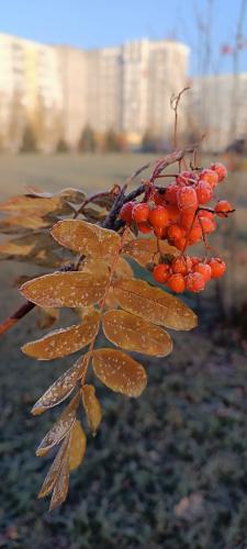 ������� ����