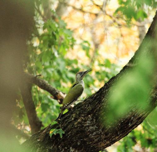 ������� �����