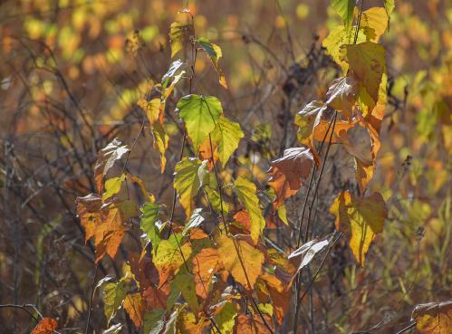 ������� ������ �����