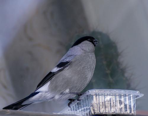 ���� ������������