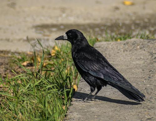 ���� ���������