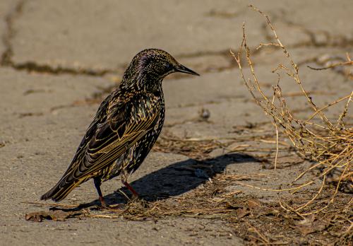 ������ ����� �������