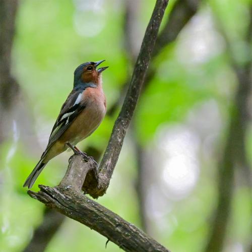 ������� �����