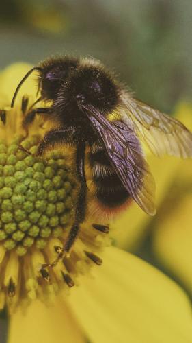 ������ ����